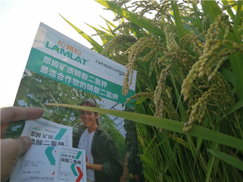 葉面肥，磷酸二氫鉀