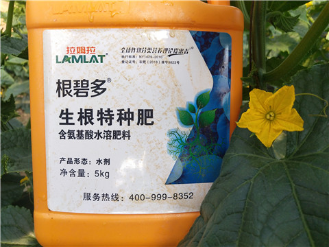 根碧多，菌劑，安碧解