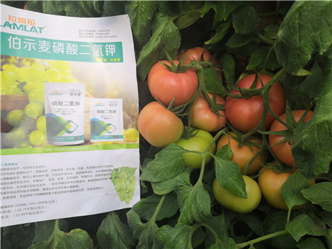 葉面肥，磷酸二氫鉀，鈣肥