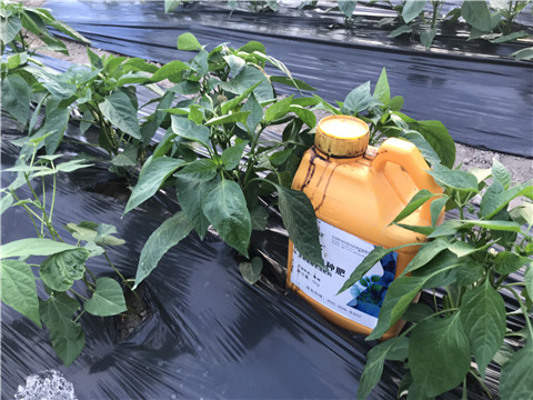 生根劑，根碧多