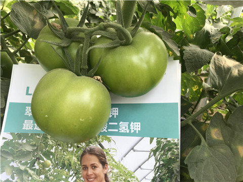 沖施肥，鈣肥