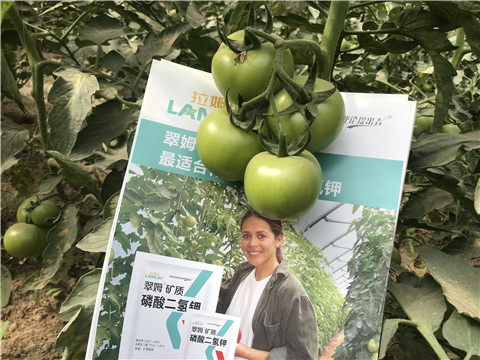 沖施肥，鈣肥