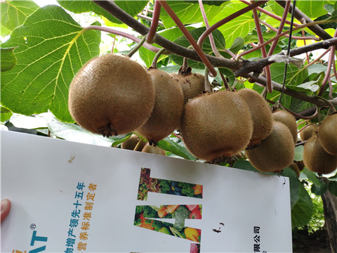 磷酸二氫鉀，葉面肥