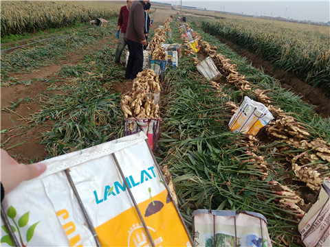 水溶肥，拉姆拉，翠姆