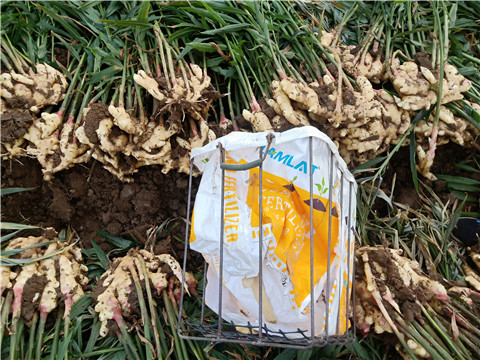 水溶肥，拉姆拉，翠姆