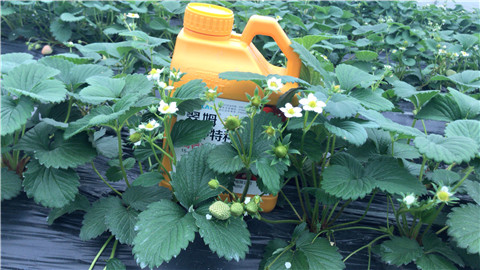 水溶肥，翠姆