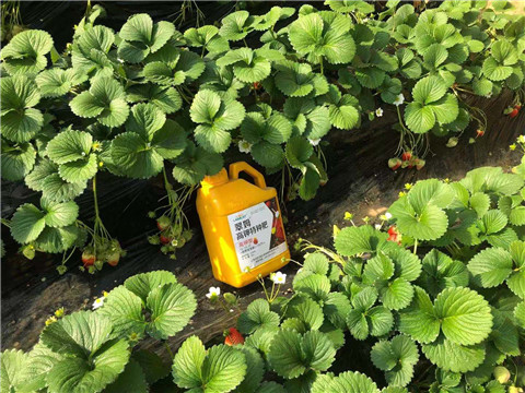 水溶肥，拉姆拉