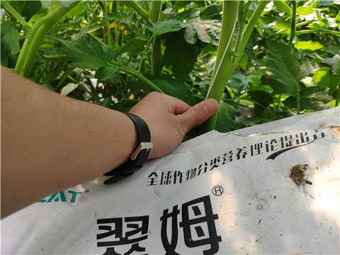 菌劑，拉姆拉