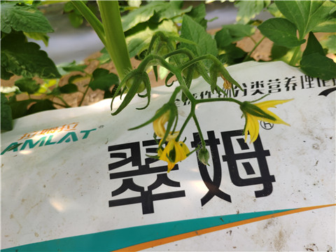 菌劑，拉姆拉