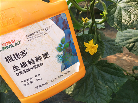 拉姆拉，根碧多，微生物菌劑