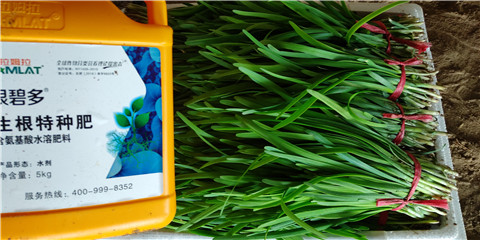 根碧多，拉姆拉