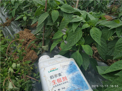 生根劑，伯示麥