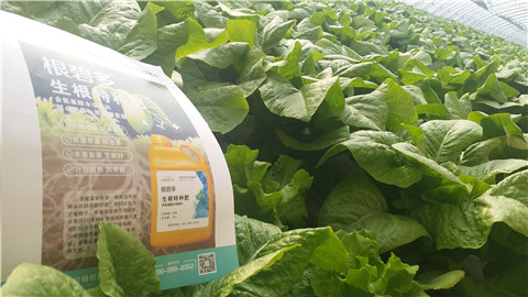 生根劑，翠姆