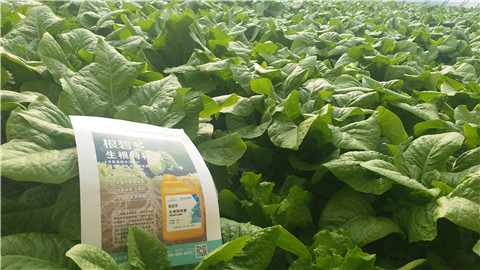 生根劑，翠姆