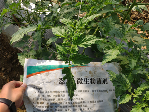 微生物菌劑 ，拉姆拉翠姆