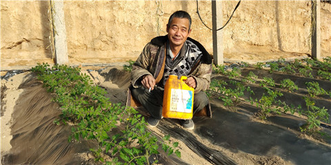 生根劑，拉姆拉