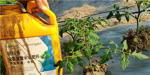 生根劑，拉姆拉