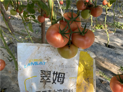 水溶肥，拉姆拉 