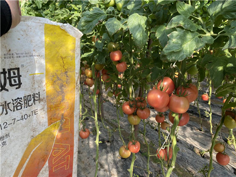 菌劑，水溶肥