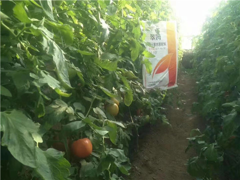 大量元素水溶肥，拉姆拉 