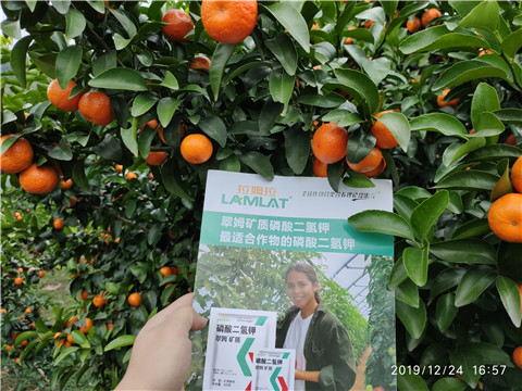 磷酸二氫鉀，葉面肥