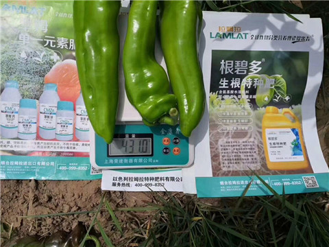 根碧多，拉姆拉