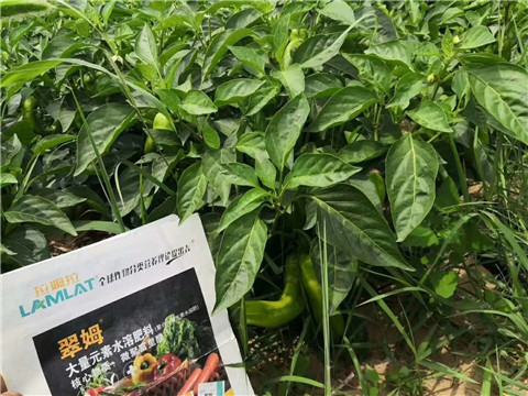 根碧多，拉姆拉