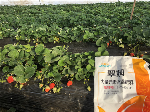 水溶肥，葉面肥，根碧多