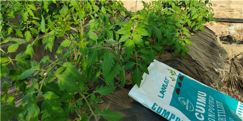 磷酸二氫鉀，鈣肥，水溶肥