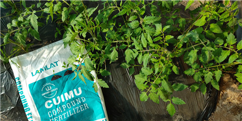 磷酸二氫鉀，鈣肥，水溶肥