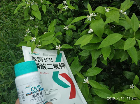 水溶肥，根碧多