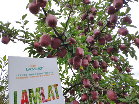 水溶肥 拉姆拉，翠姆