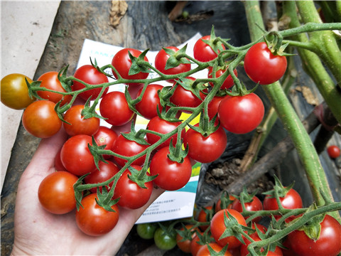 磷酸二氫鉀，鈣肥，根碧多