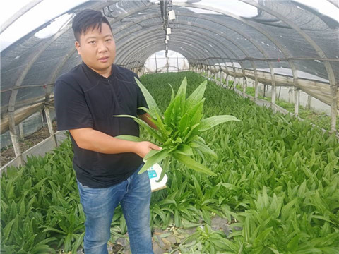 水溶肥，生根劑