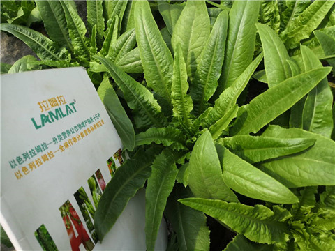 水溶肥，生根劑