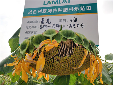 微生物菌劑，根碧多