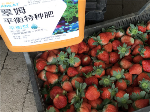 沖施肥，磷酸二氫鉀