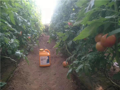 根碧多，微生物菌劑