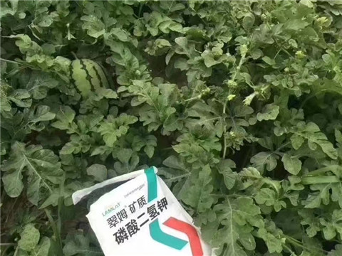 磷酸二氫鉀，硼肥，沖施肥