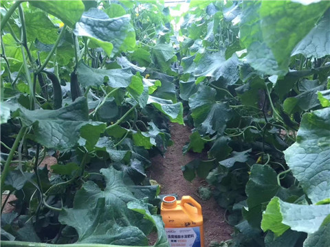 水溶肥，翠姆