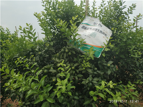 微生物菌劑，拉姆拉