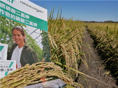 葉面肥，磷酸二氫鉀，安碧解