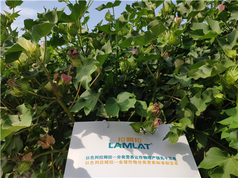 魚蛋白水溶肥，拉姆拉，翠姆