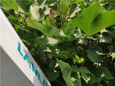 魚蛋白水溶肥，拉姆拉，翠姆