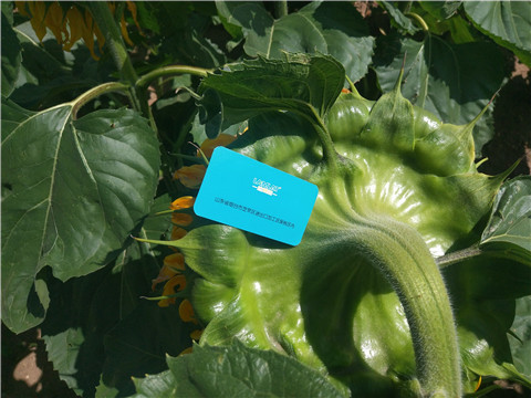 水溶肥 ，葉面肥，伯示麥