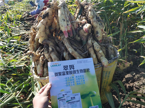 微生物菌劑，拉姆拉