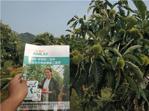 葉面肥，硼肥，磷酸二氫鉀