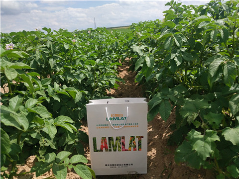 沖施肥，水溶肥，伯示麥