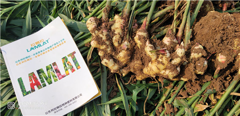 水溶肥，大姜，拉姆拉