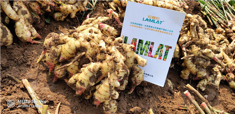 水溶肥，大姜，拉姆拉